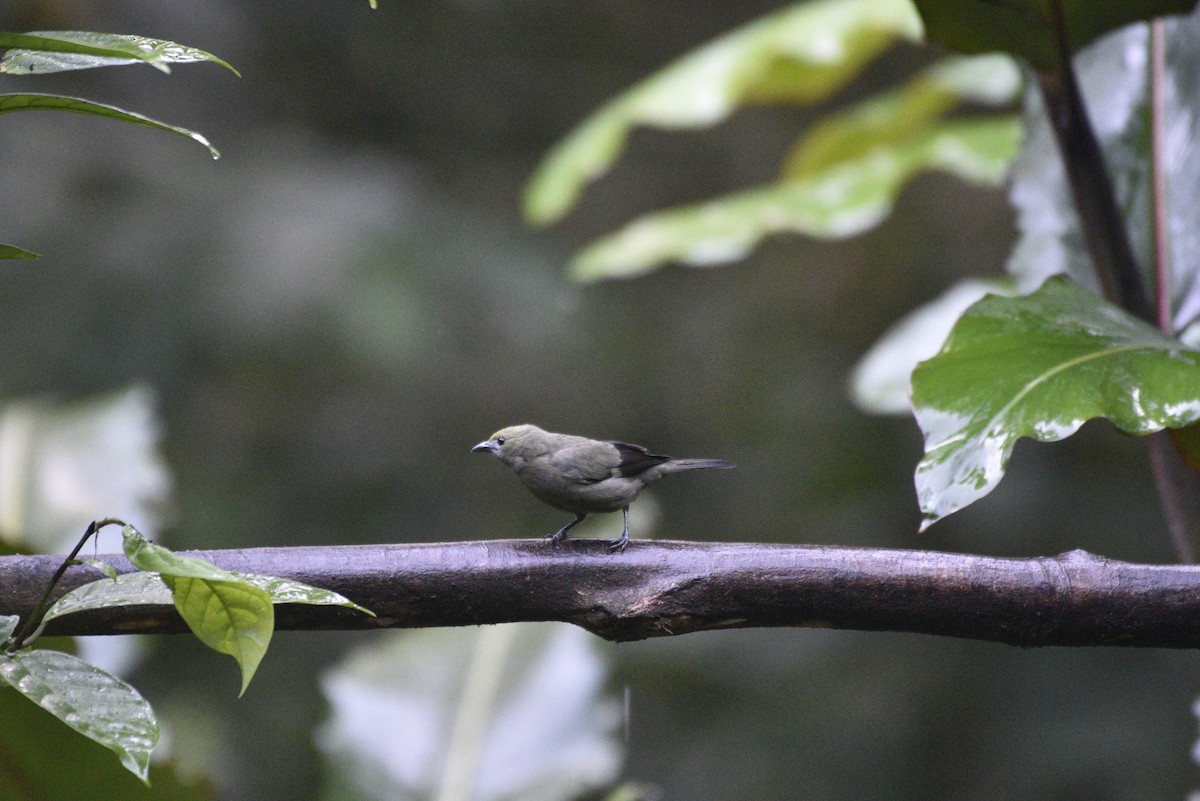 Palm Tanager - ML647734505