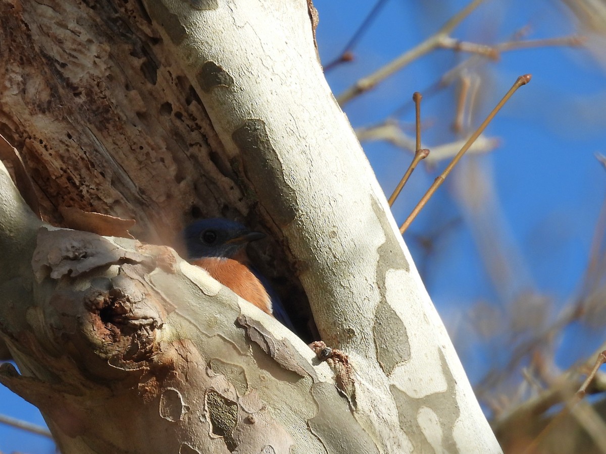 Azulejo Oriental - ML647734507