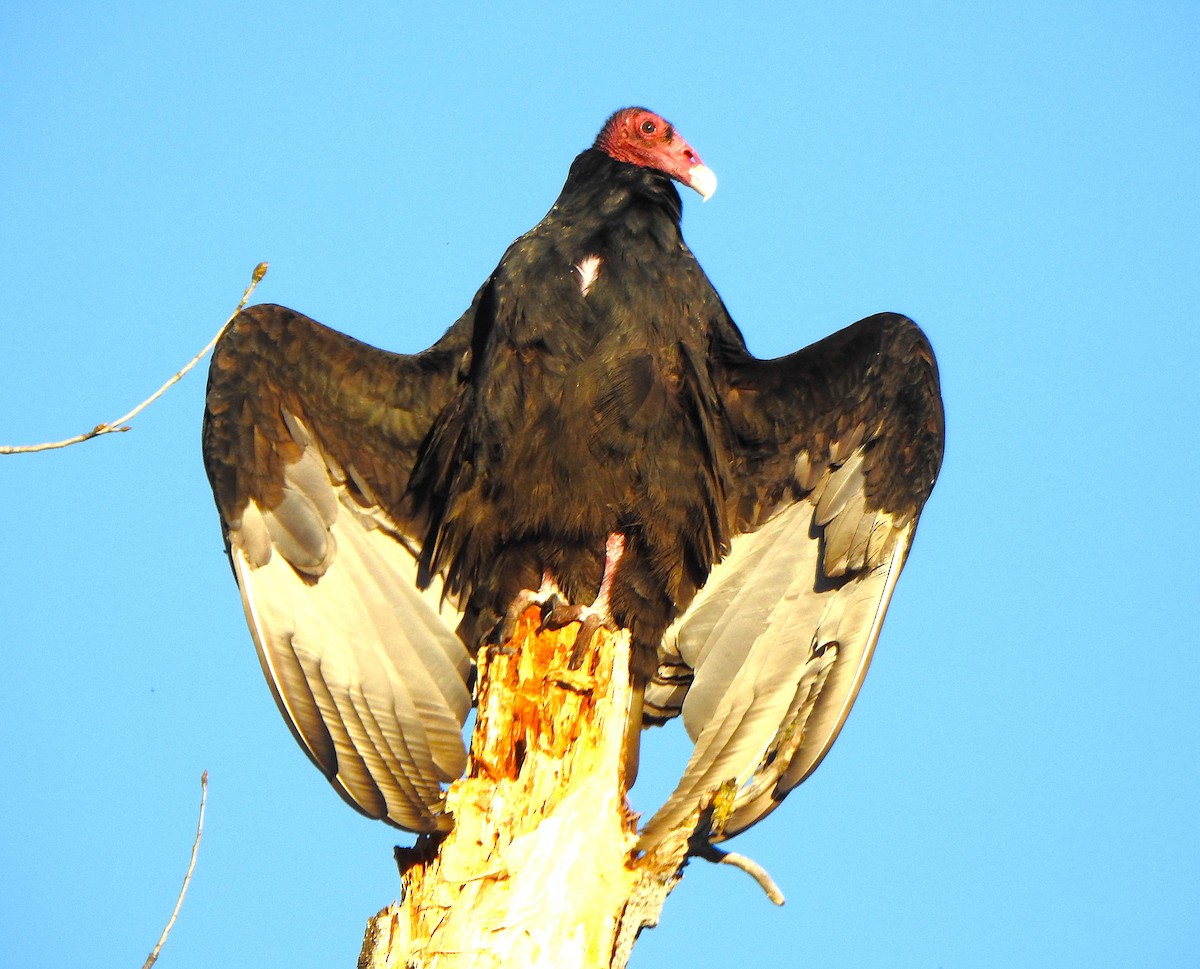 kondor krocanovitý - ML647734521