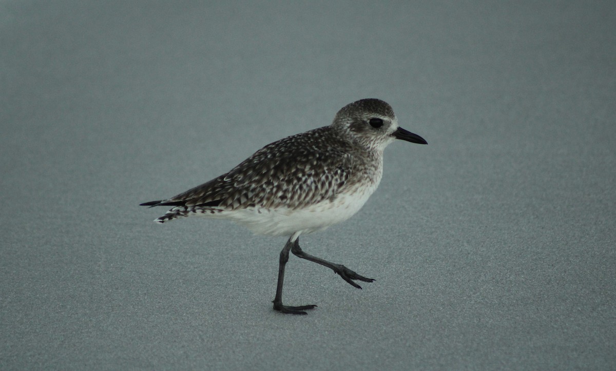 ダイゼン - ML647734523