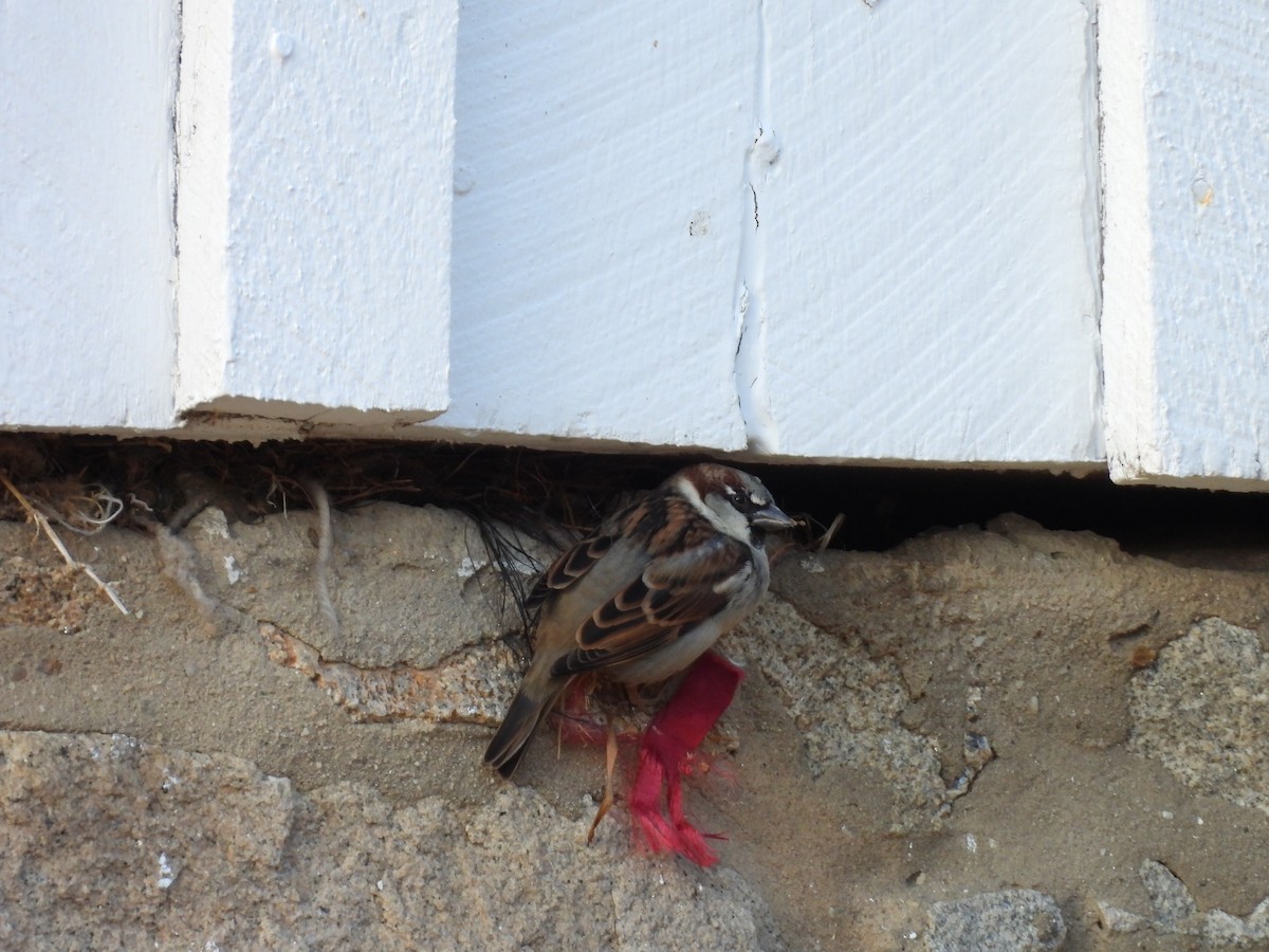 House Sparrow - ML647734552