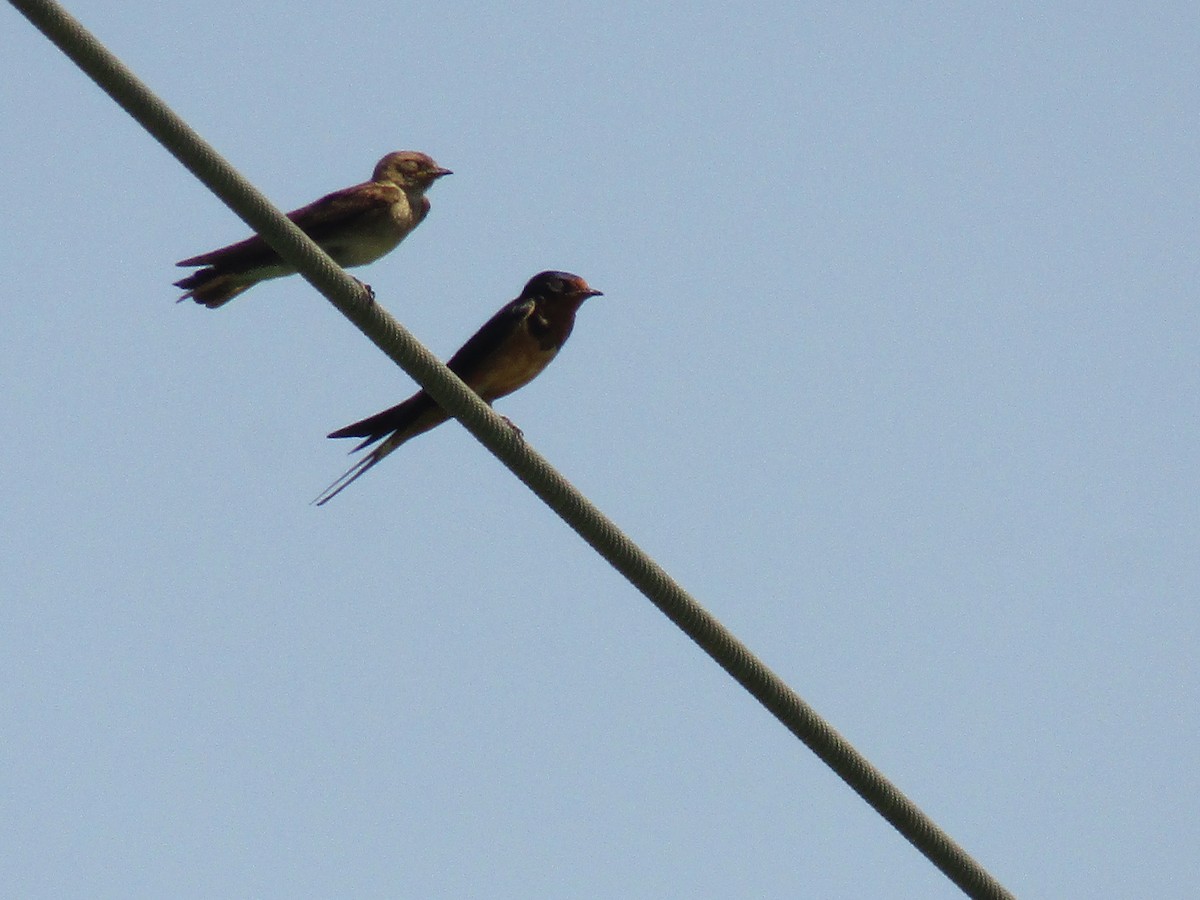 Ластівка сільська - ML647734555