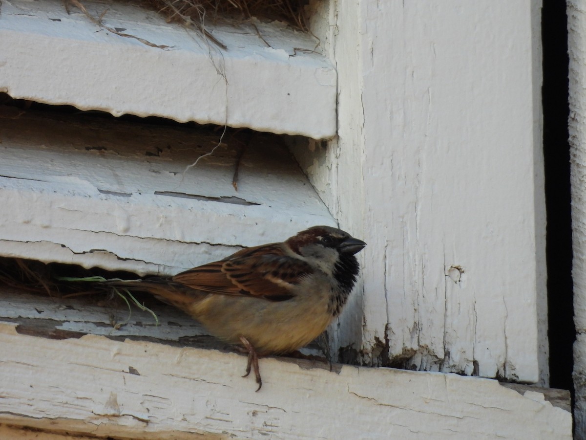 House Sparrow - ML647734561