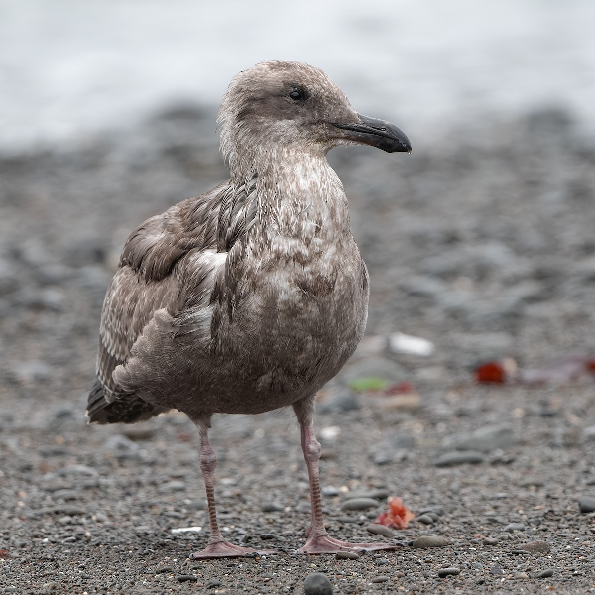 Western Gull - ML647734608