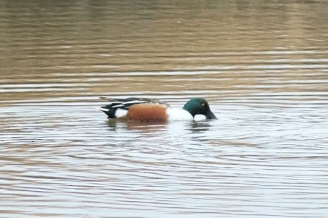 skjeand - ML647734634