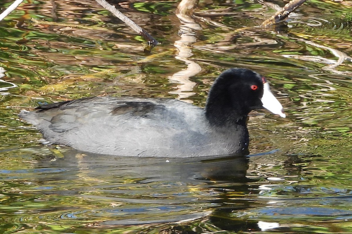 Foulque d'Amérique - ML647734657