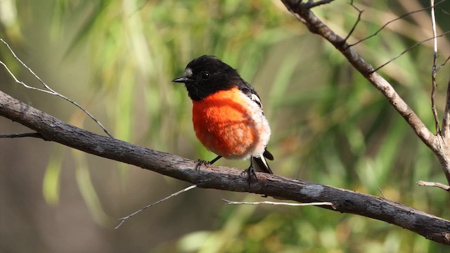 Австралийская петроика (campbelli) - ML647734666