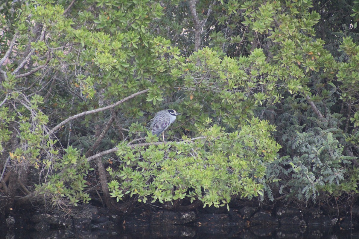 kvakoš žlutočelý - ML647734667