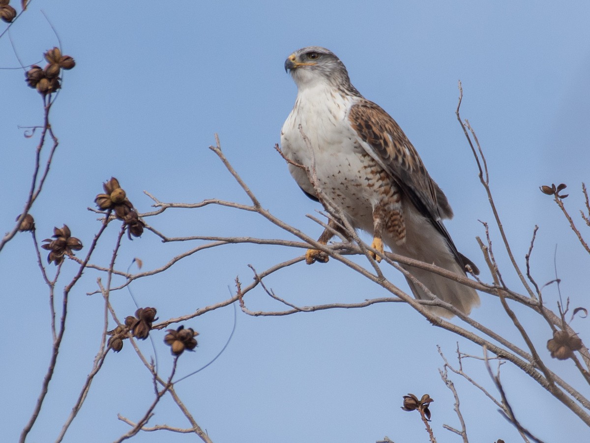 Ferruginous Hawk - ML647734668