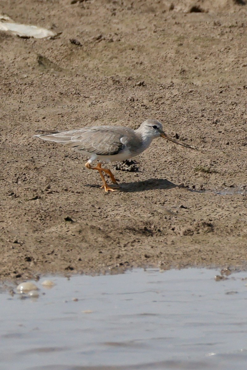 Terek Sandpiper - ML647734676