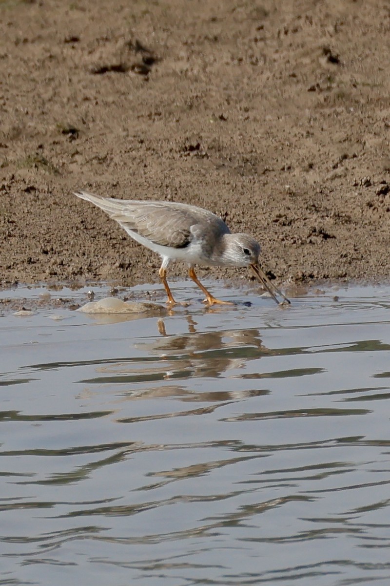 Terek Sandpiper - ML647734677