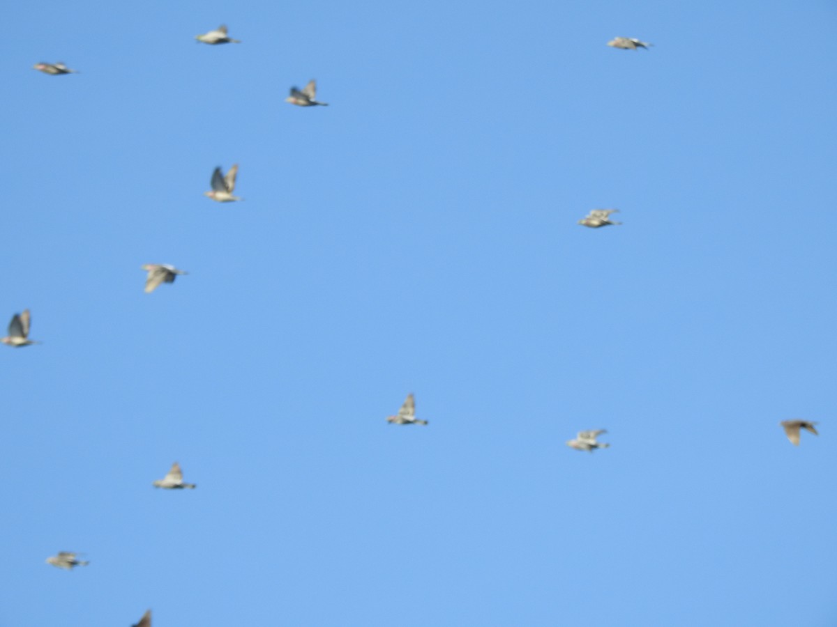 Kaya Güvercini (evcil tip) - ML647734700