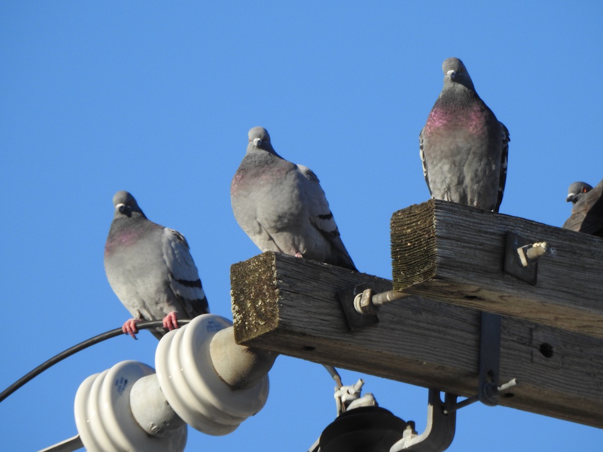 Kaya Güvercini (evcil tip) - ML647734702