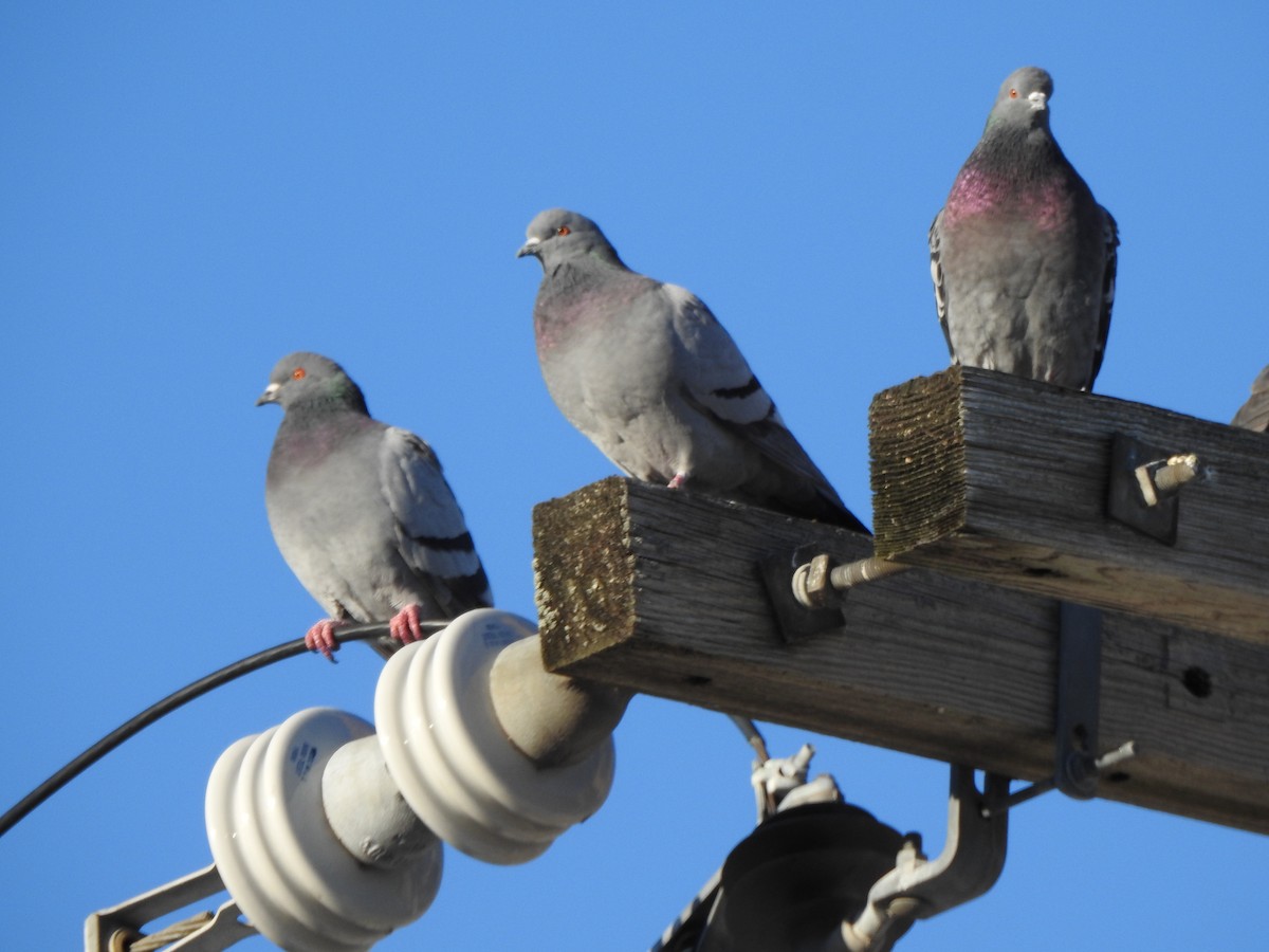 Kaya Güvercini (evcil tip) - ML647734703