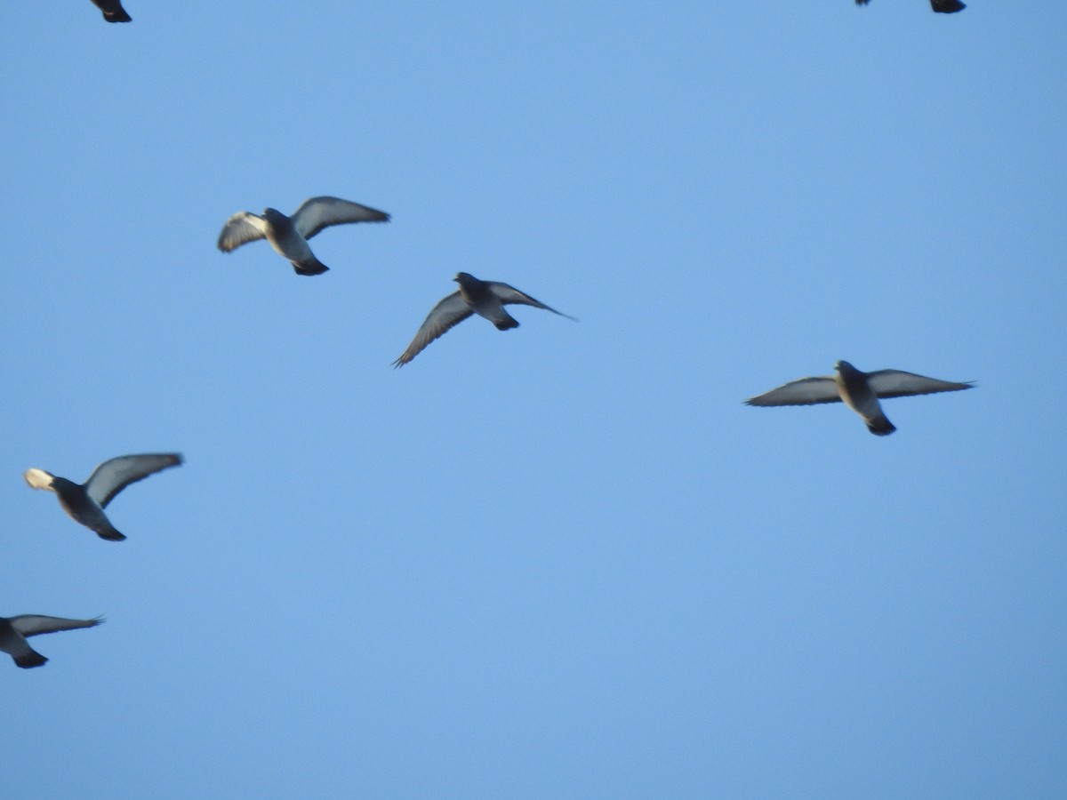 Kaya Güvercini (evcil tip) - ML647734704