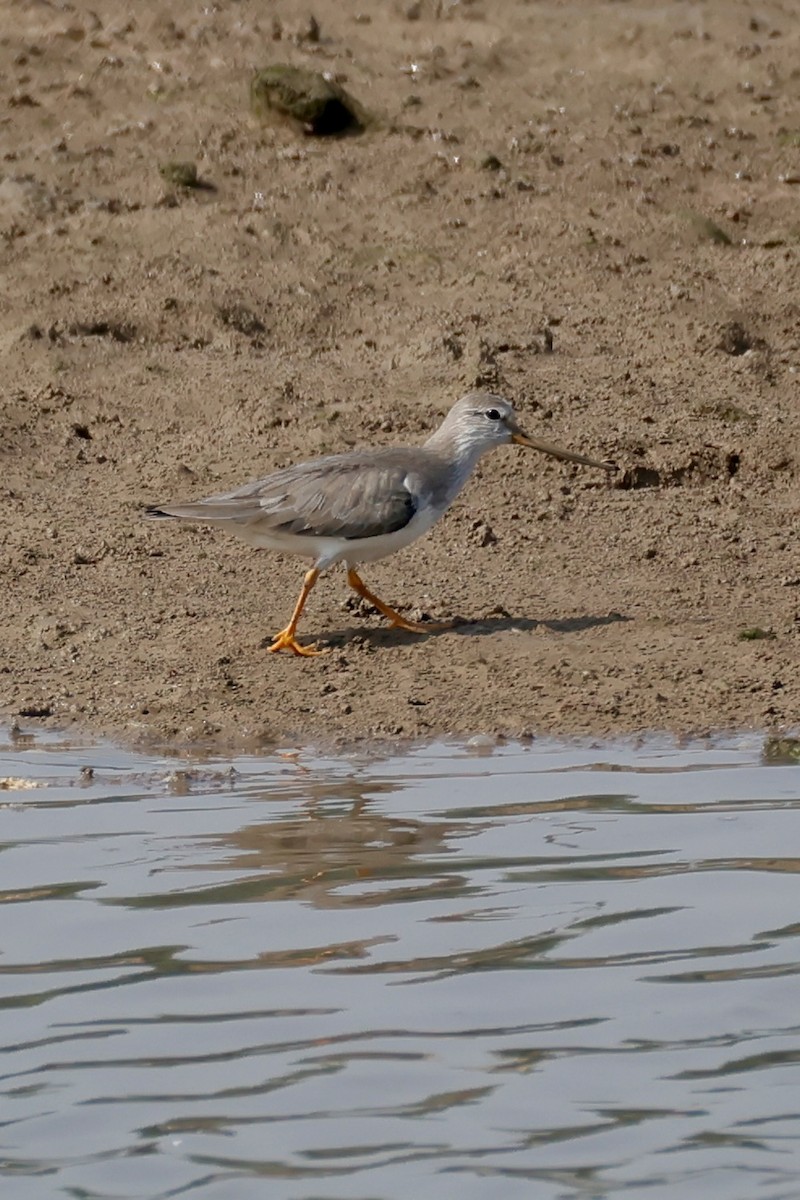 Terek Sandpiper - ML647734708