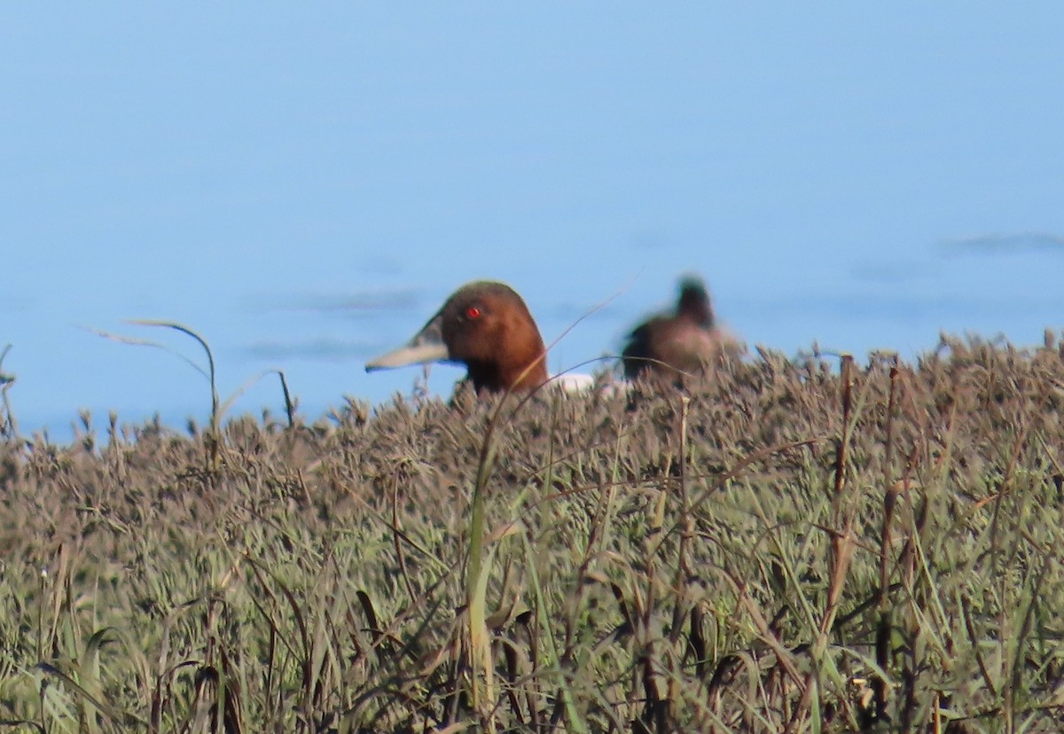 Murgilari bizkarzuria - ML647734709