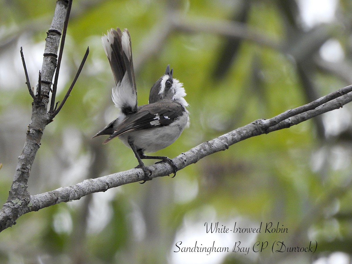Королець сіроволий - ML647734729