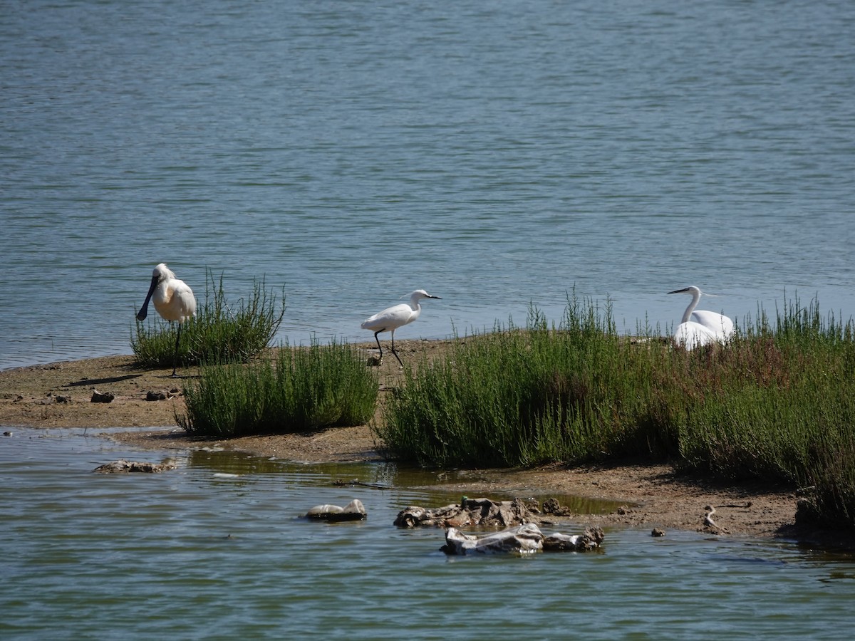 Little Egret - ML647734738