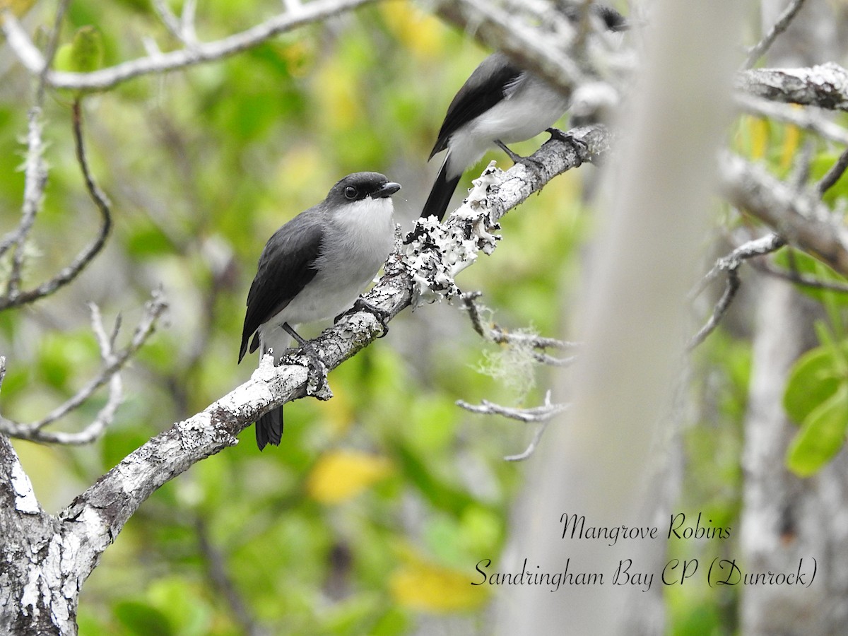 Королець мангровий - ML647734744