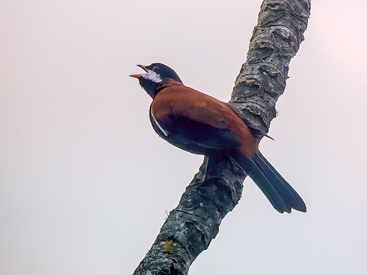 White-eared Solitaire - ML647734752
