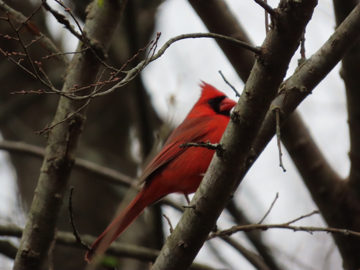 Красный кардинал - ML647734757