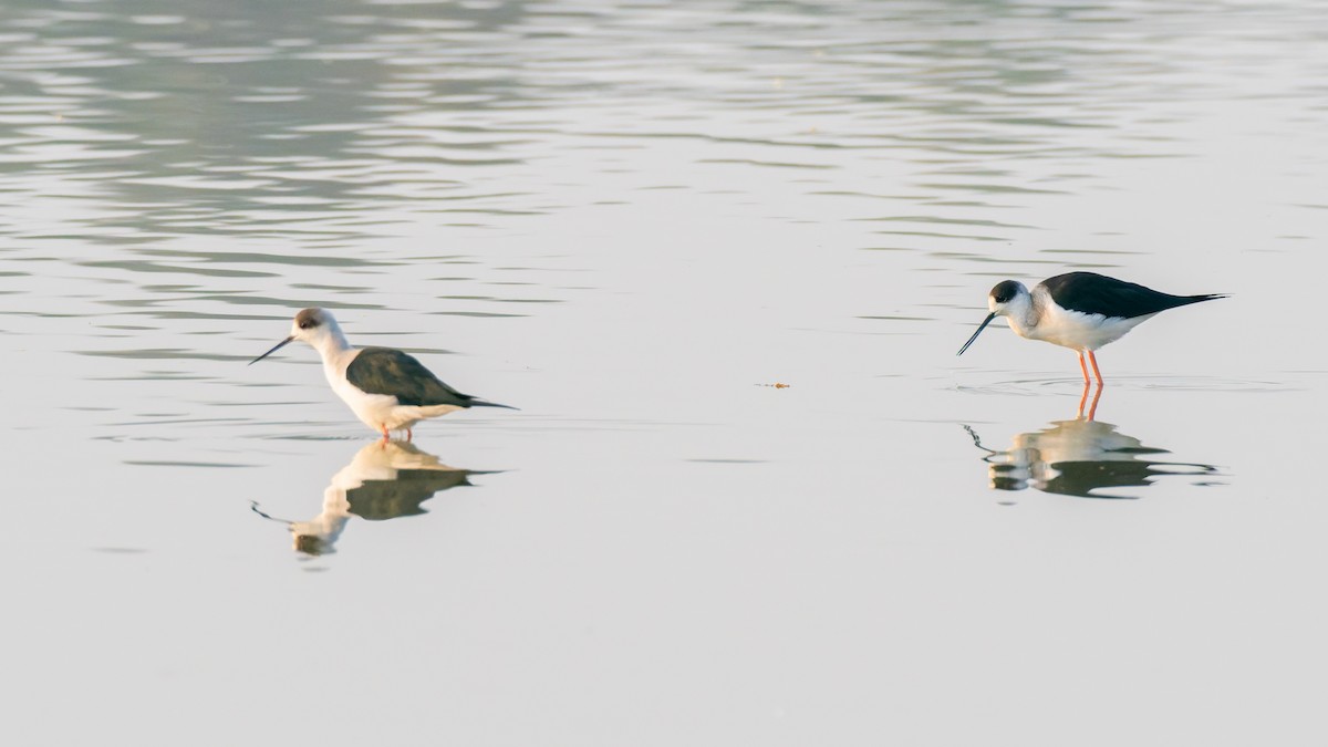 高蹺鴴 - ML647734766