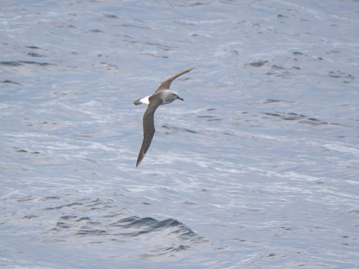 Boz Başlı Albatros - ML647734770