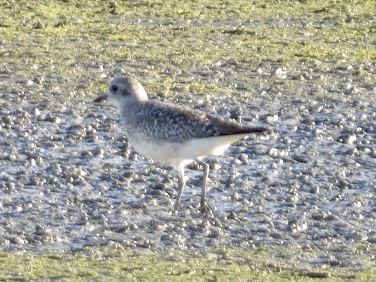 ダイゼン - ML647734791