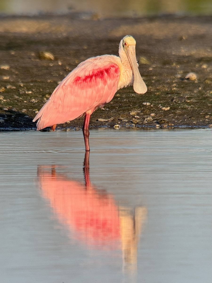 Espátula Rosada - ML647734798