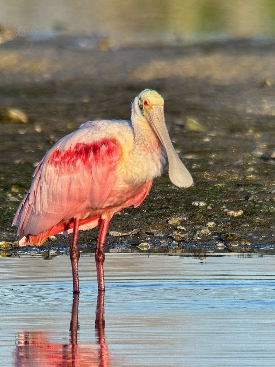 Espátula Rosada - ML647734799