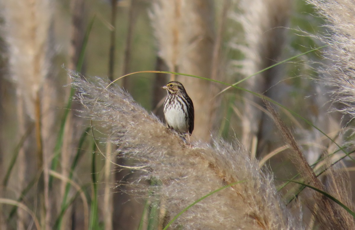 Savannah Sparrow - ML647734829