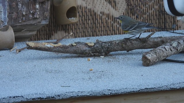 Миртовый певун - ML647734834