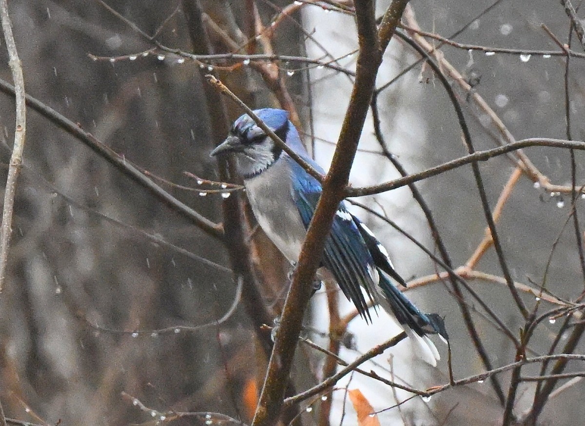 Blue Jay - ML647734870
