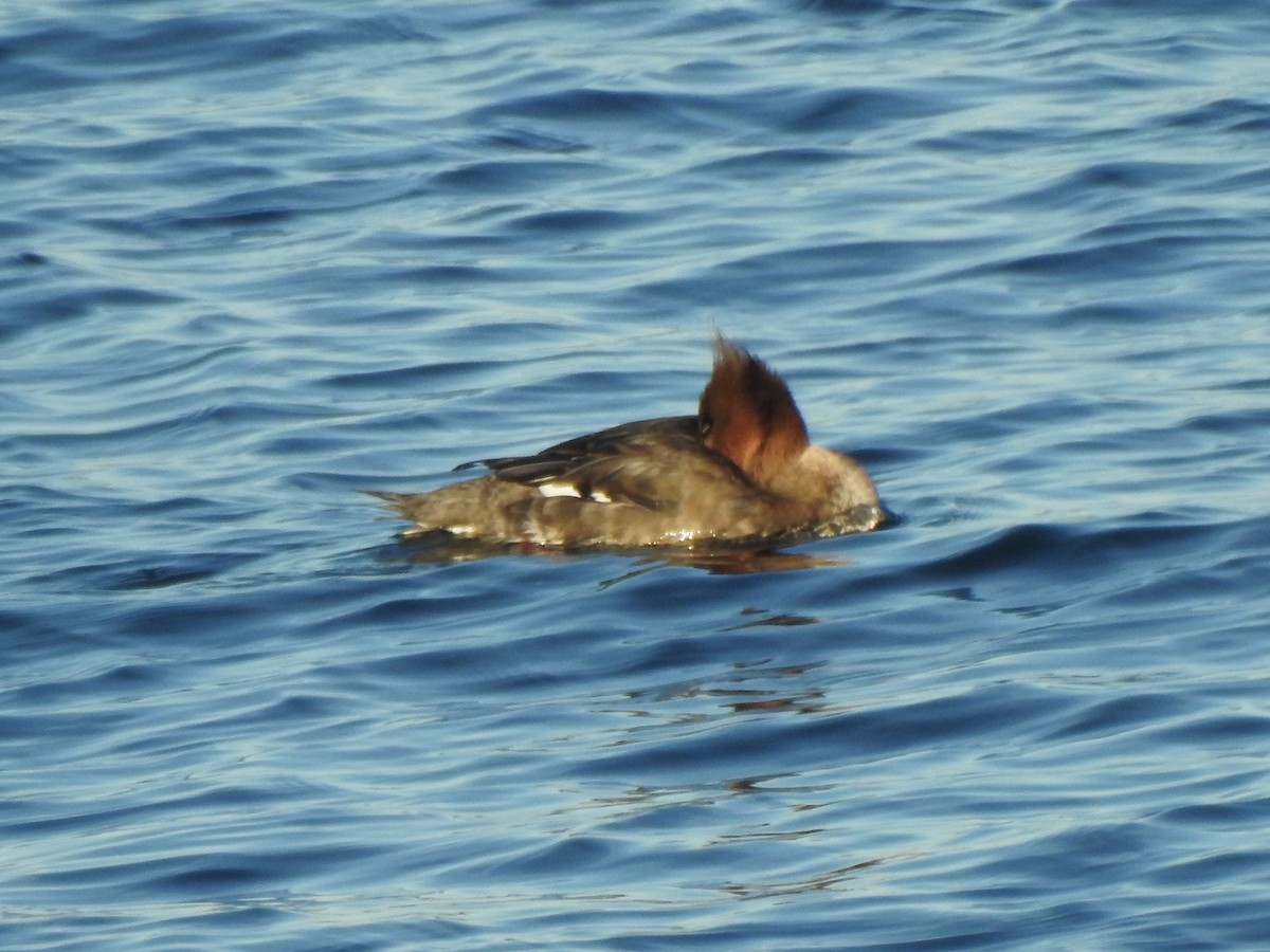 Tarakdiş - ML647734876