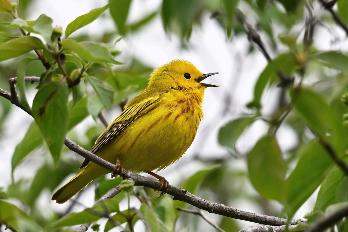 Northern Yellow Warbler - ML647734879