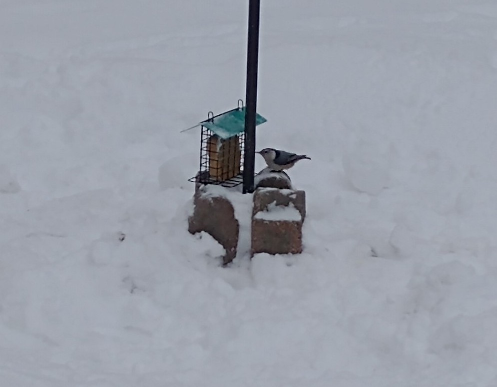 Sittelle à poitrine blanche - ML647734880