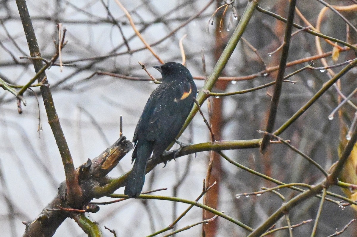 Red-winged Blackbird - ML647734889