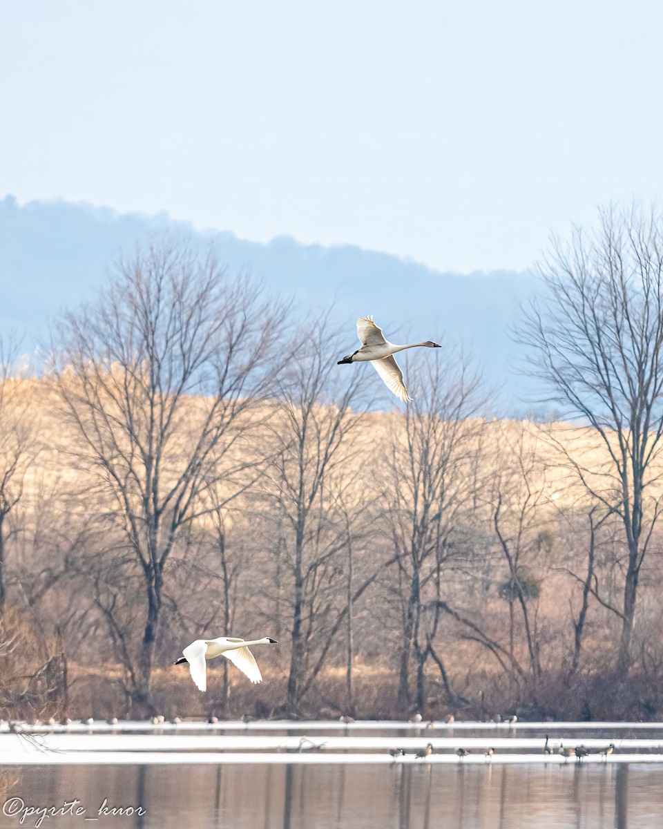 Tundra Swan - ML647734909