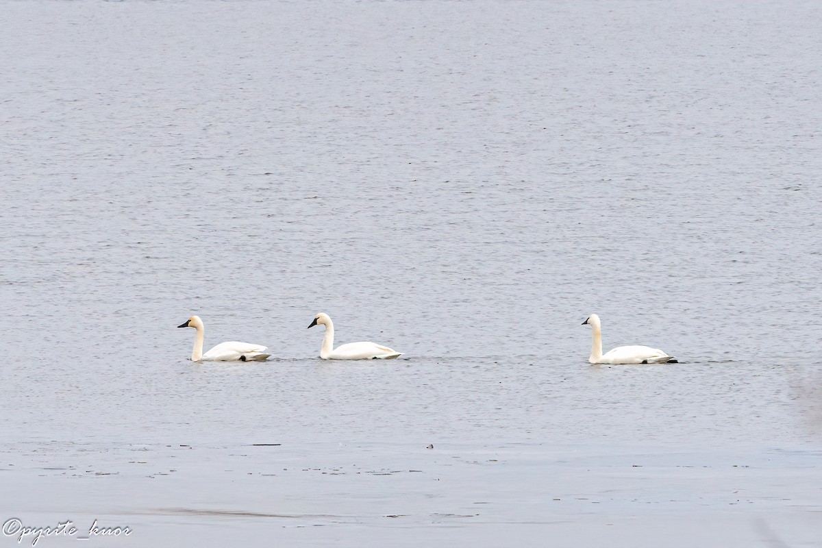 Tundra Swan - ML647734910