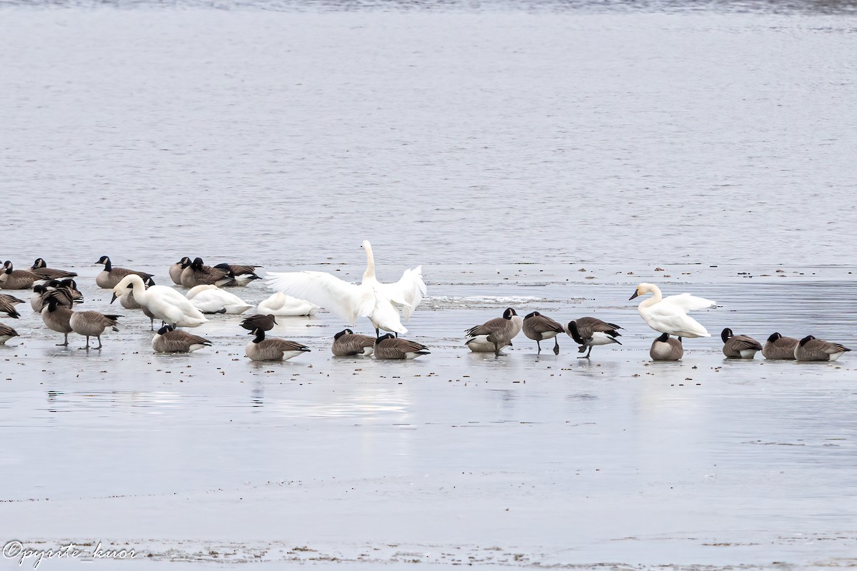 Tundra Swan - ML647734911