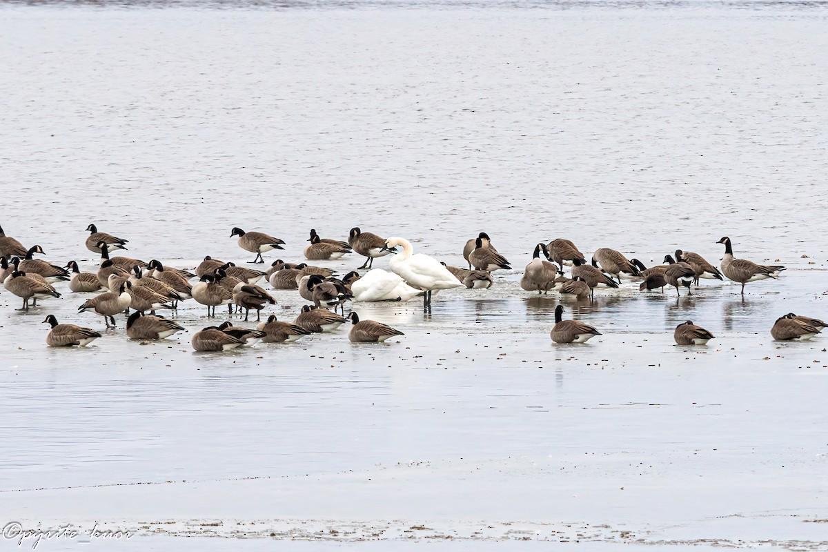 Tundra Swan - ML647734912
