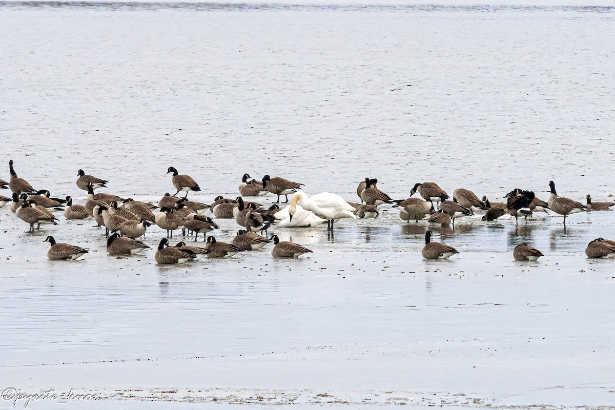 Tundra Swan - ML647734913