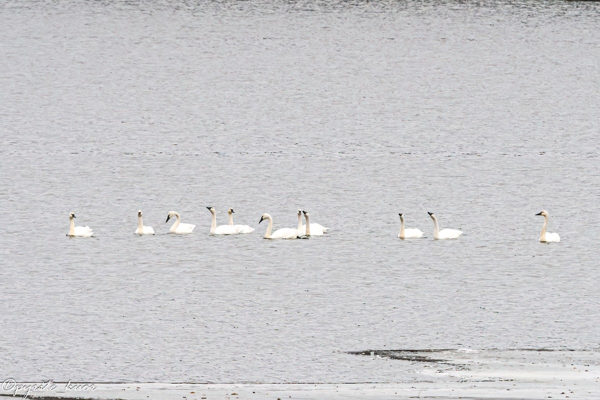 Tundra Swan - ML647734917