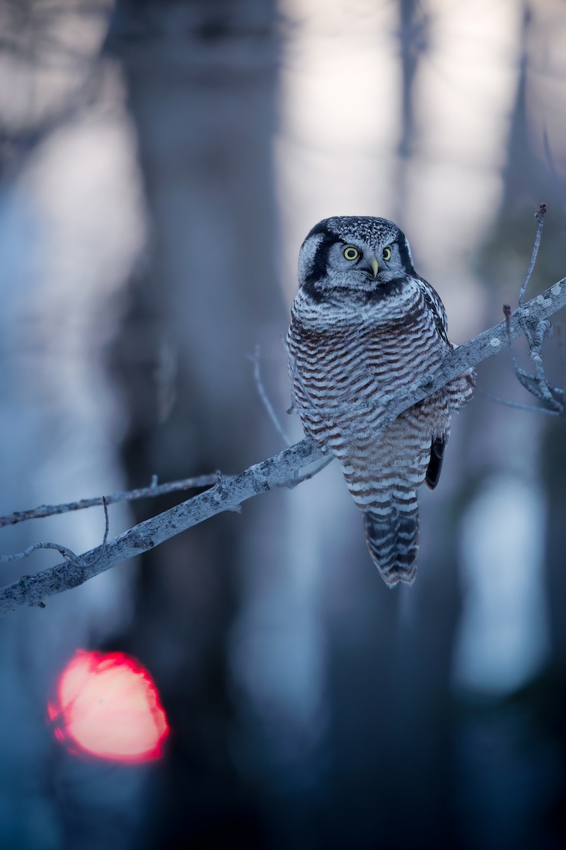 כוס ניצי - ML647734922