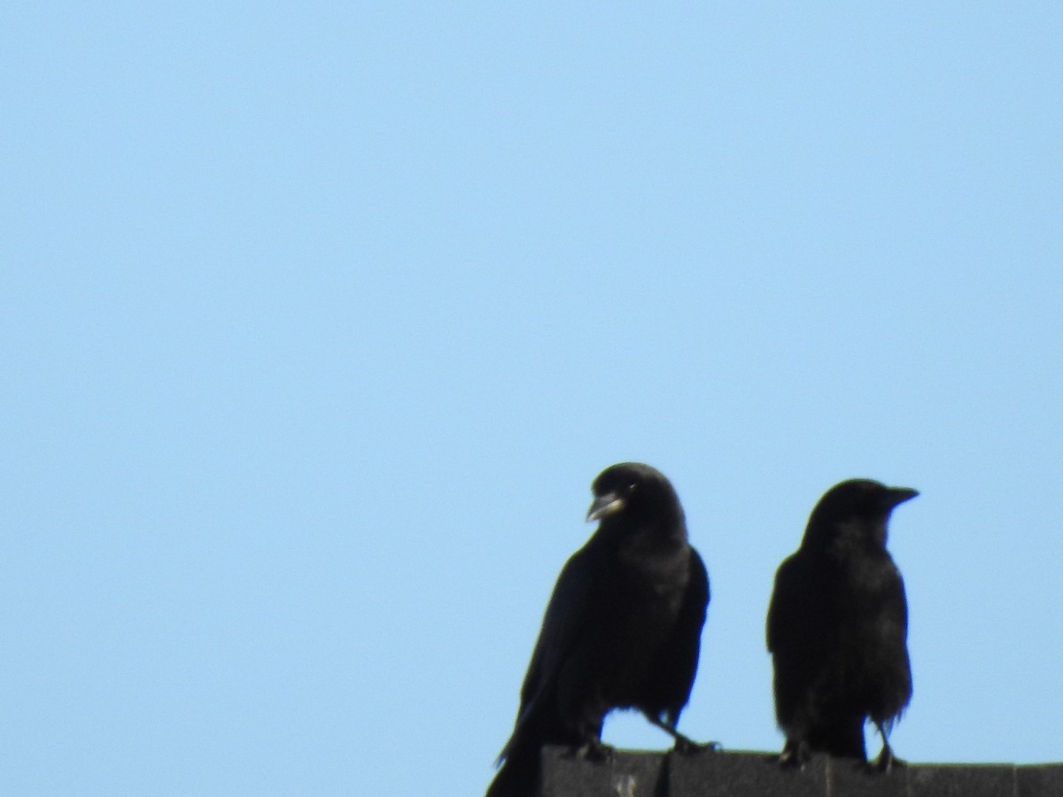 Amerika Kargası - ML647734930