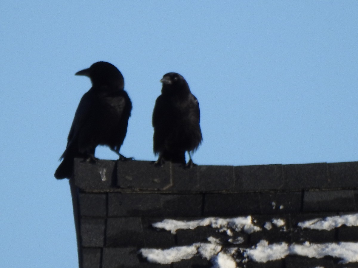 Amerika Kargası - ML647734933