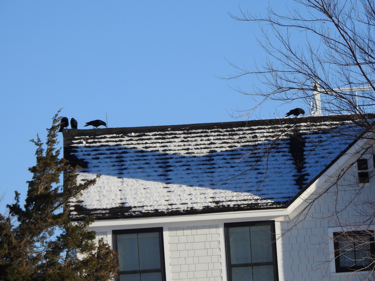 Amerika Kargası - ML647734935