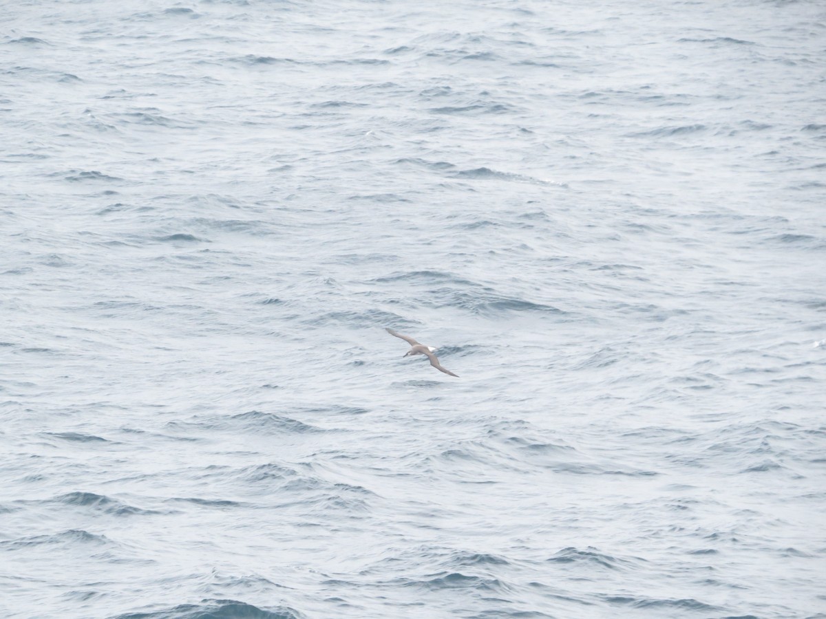 Boz Başlı Albatros - ML647734937