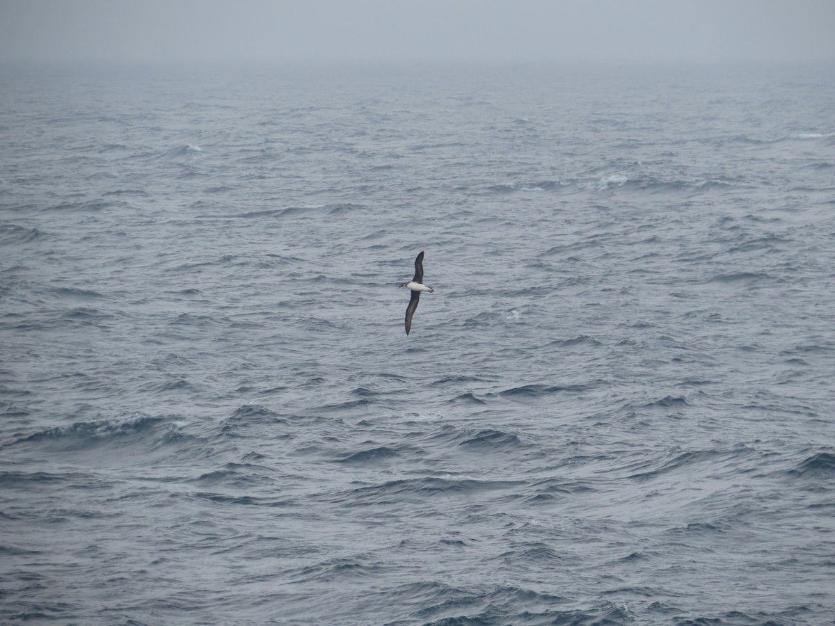 Boz Başlı Albatros - ML647734945